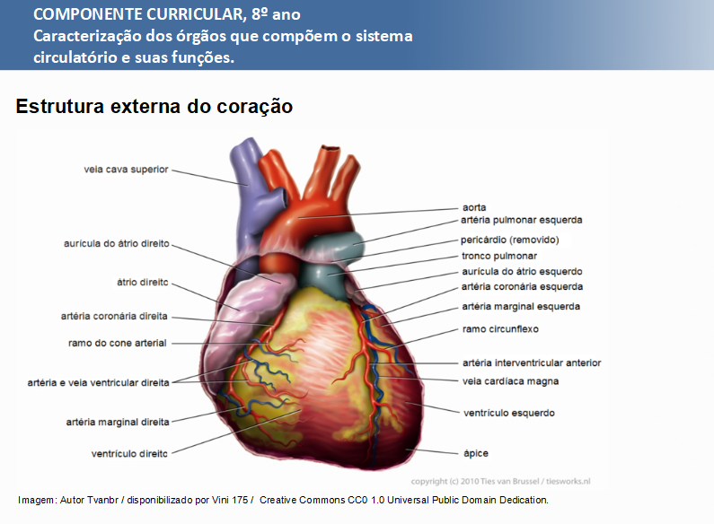 estrutura externa do coração