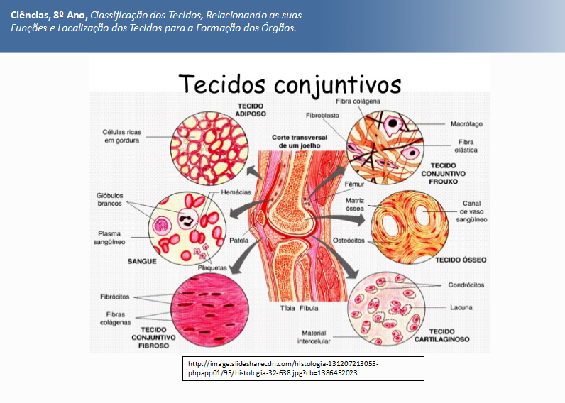 tecidos conjuntivos